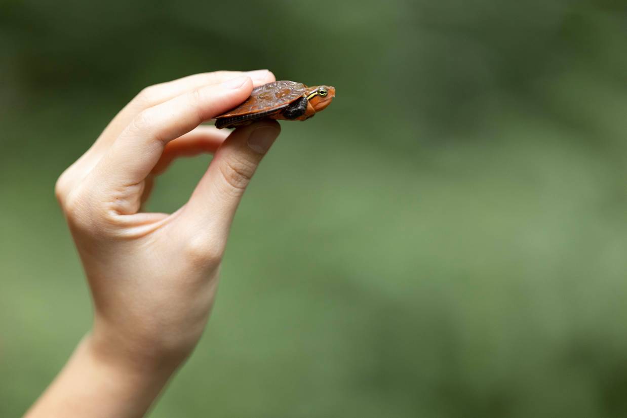 A hand holding a baby Big-headed turtle in the wild. Image credit: Jame Kwok and Daphne Wong