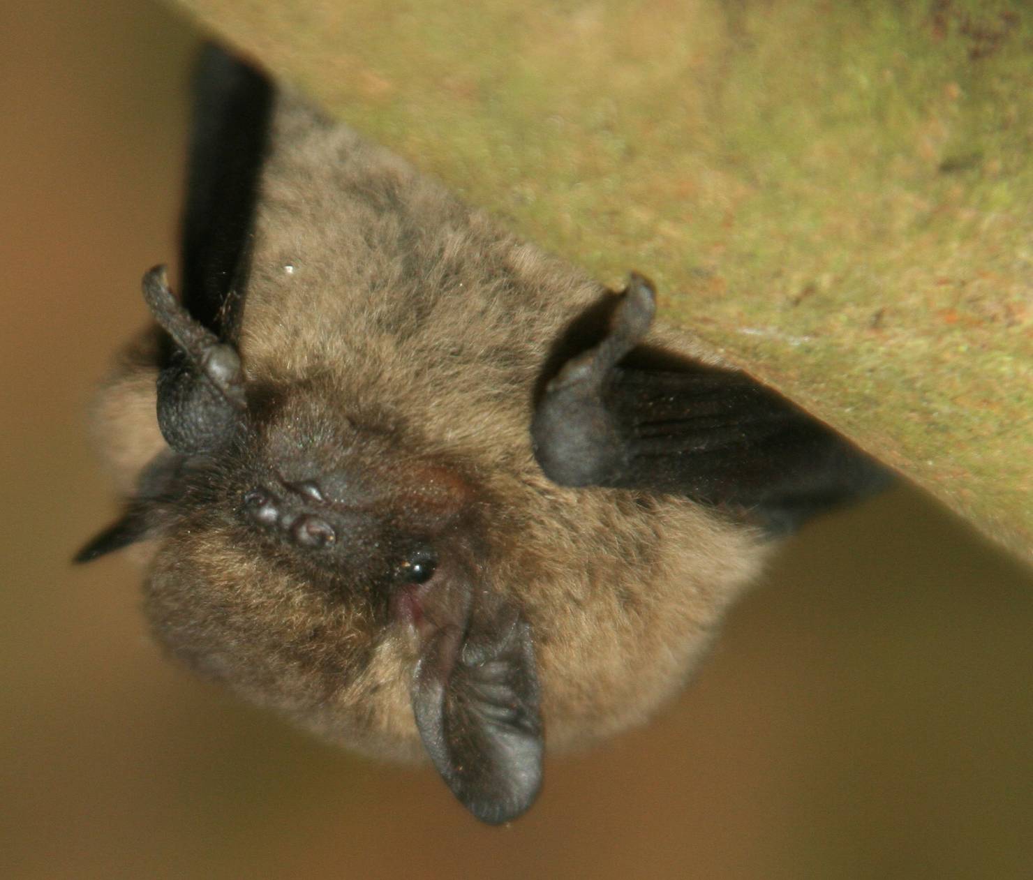 A common pipstrelle bat