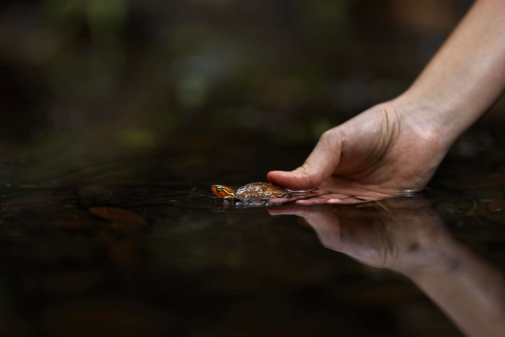 A Big-headed turtle in the wild. Image credit: Jame Kwok and Daphne Wong