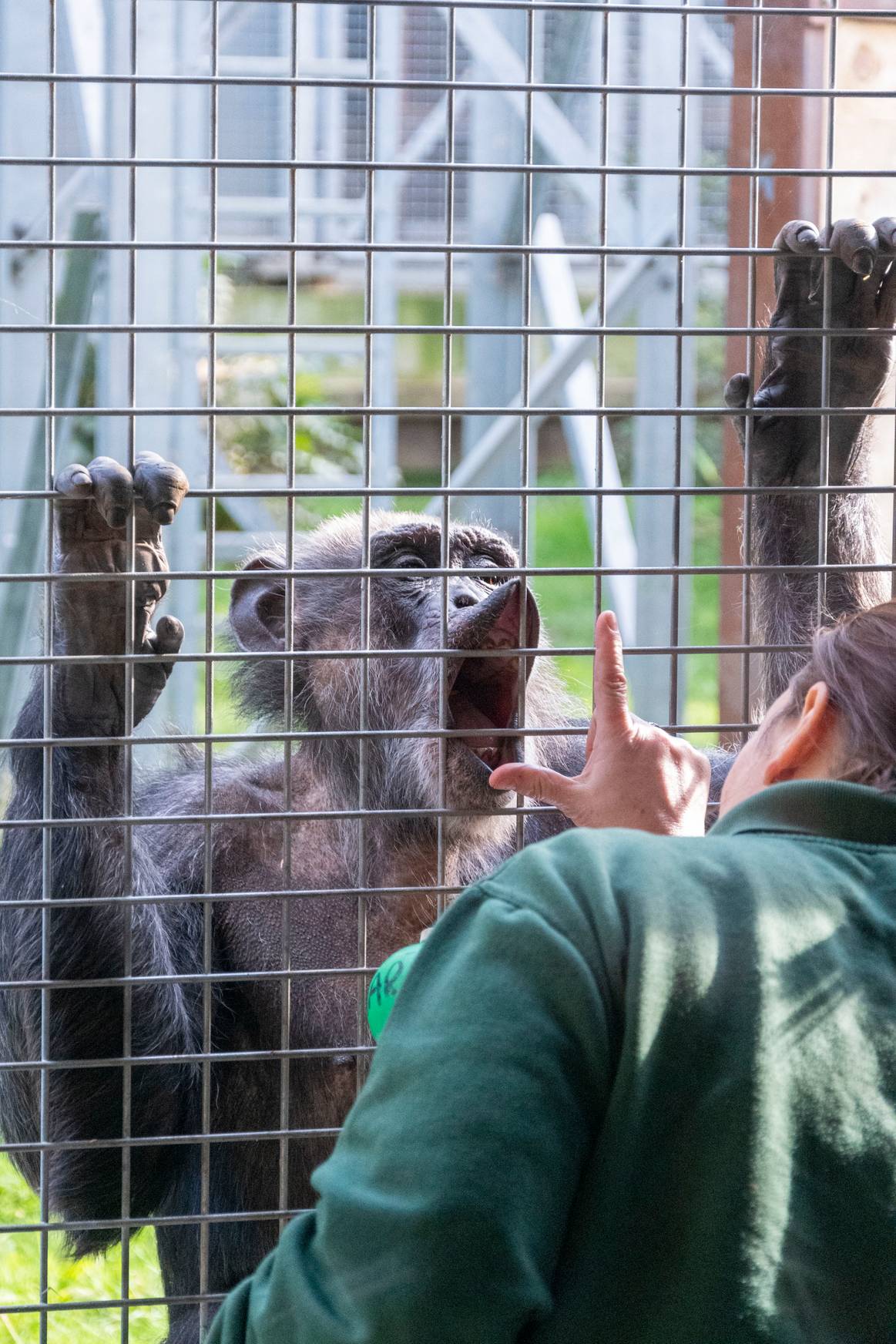 Student with chimpanzee