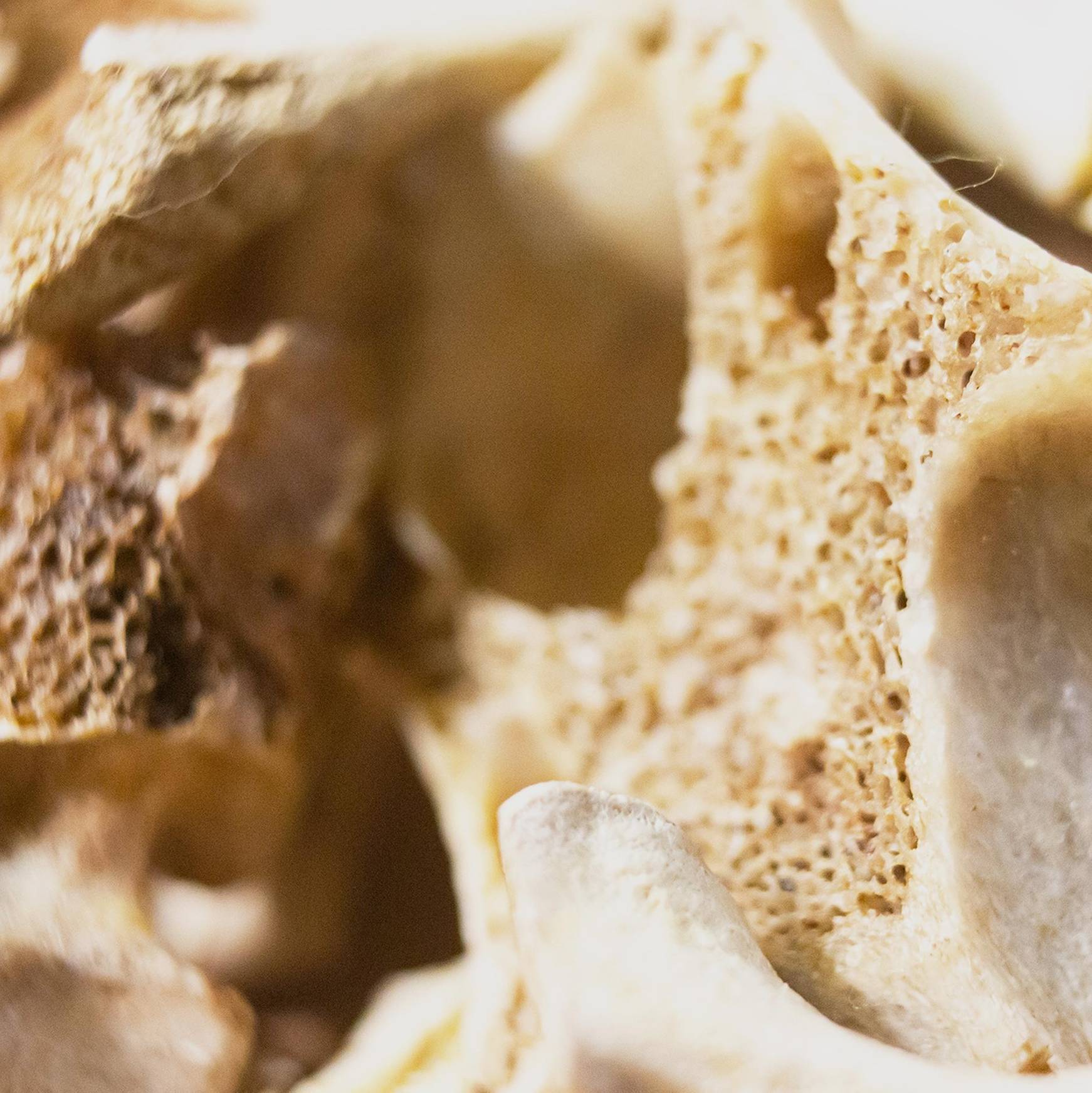 Close up of deteriorating bones