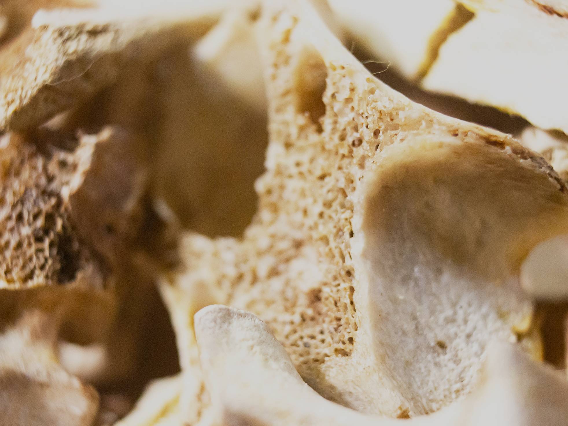 Close up of deteriorating bones