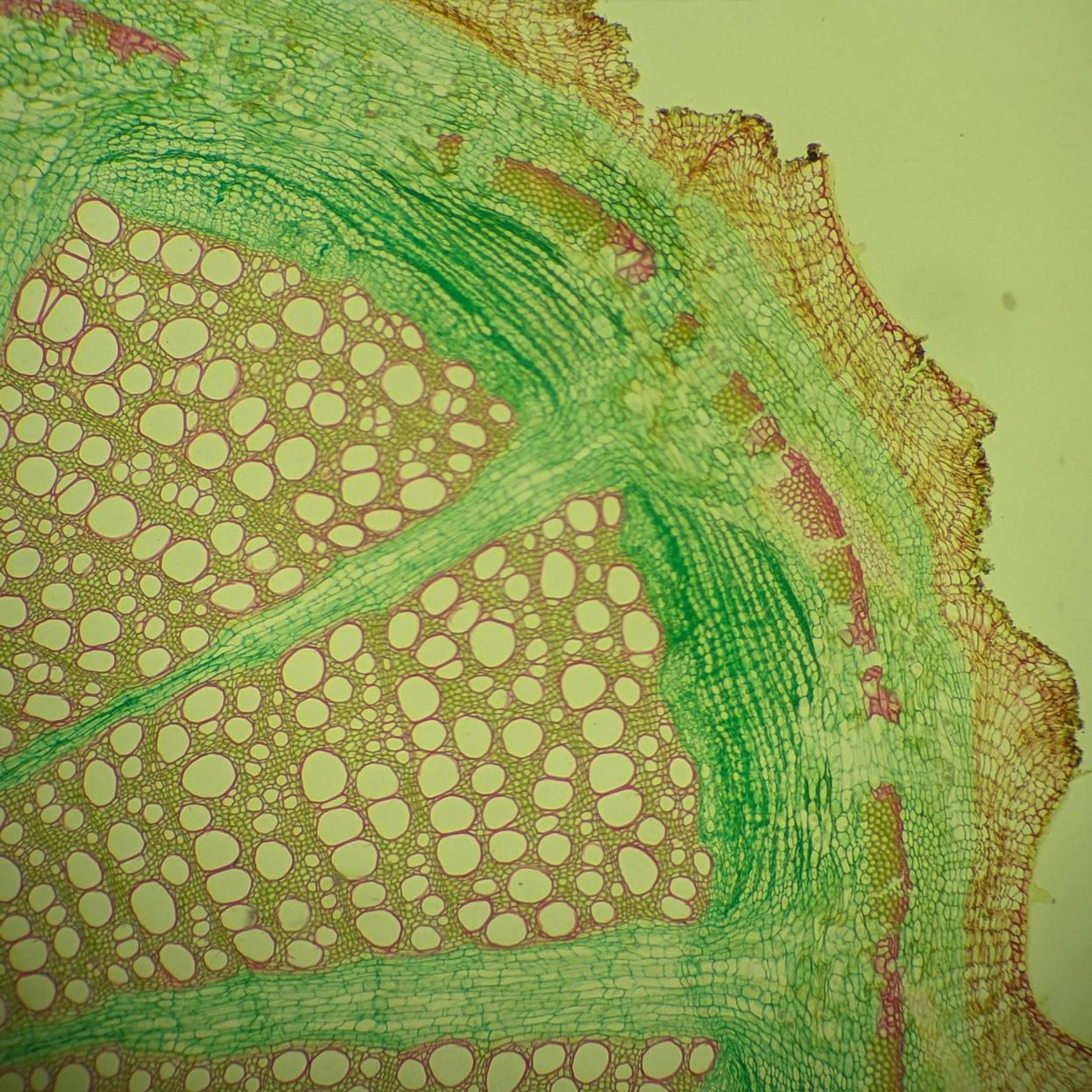Cross section of plant tissue as seen under the microscope