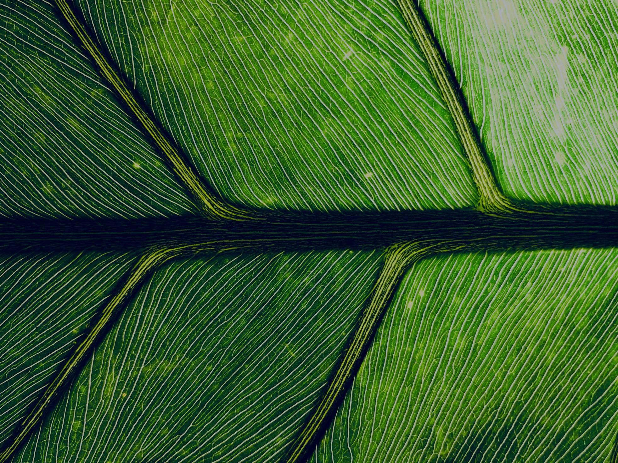 Close-up of a leaf