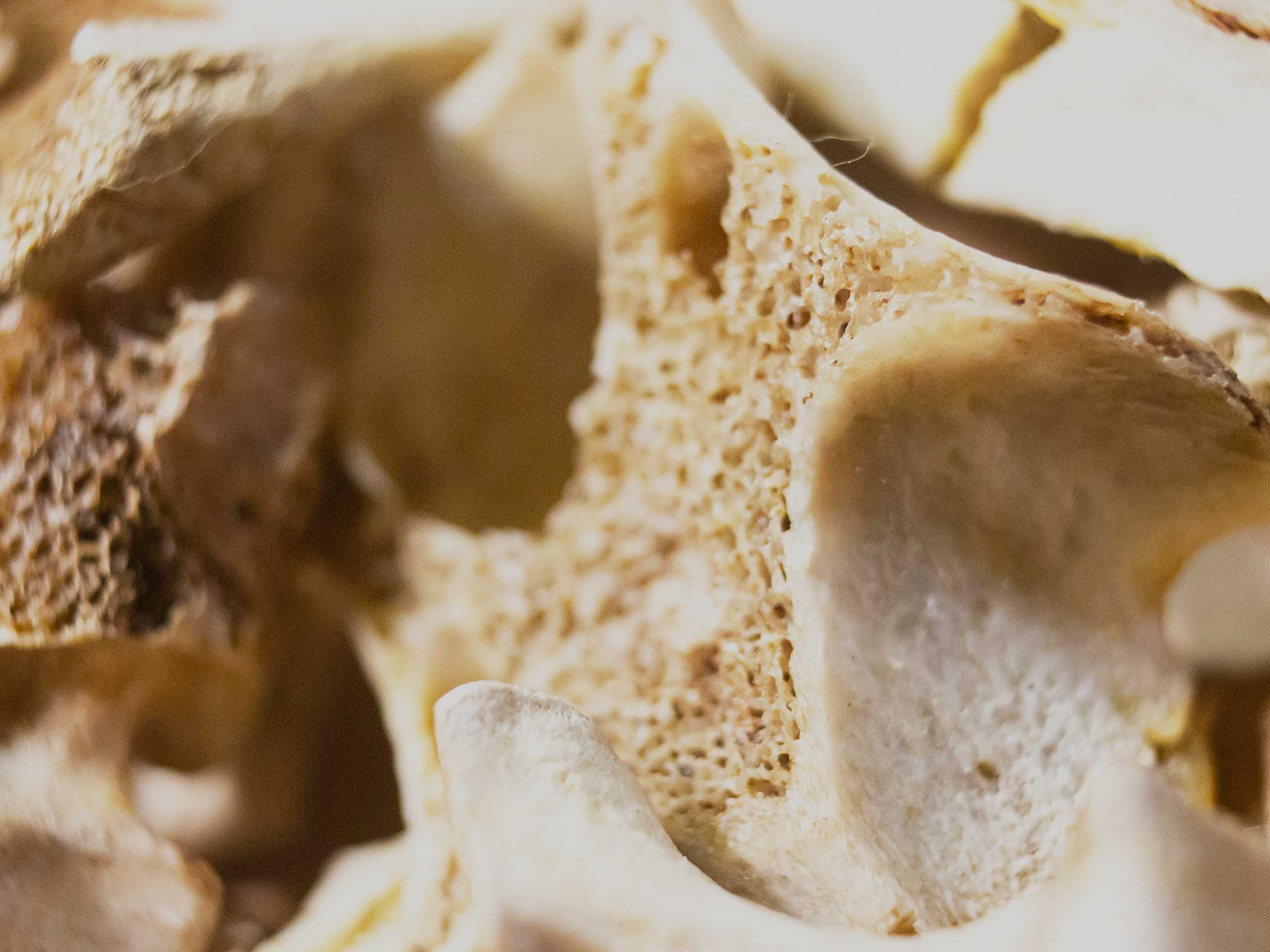 Close up of deteriorating bones