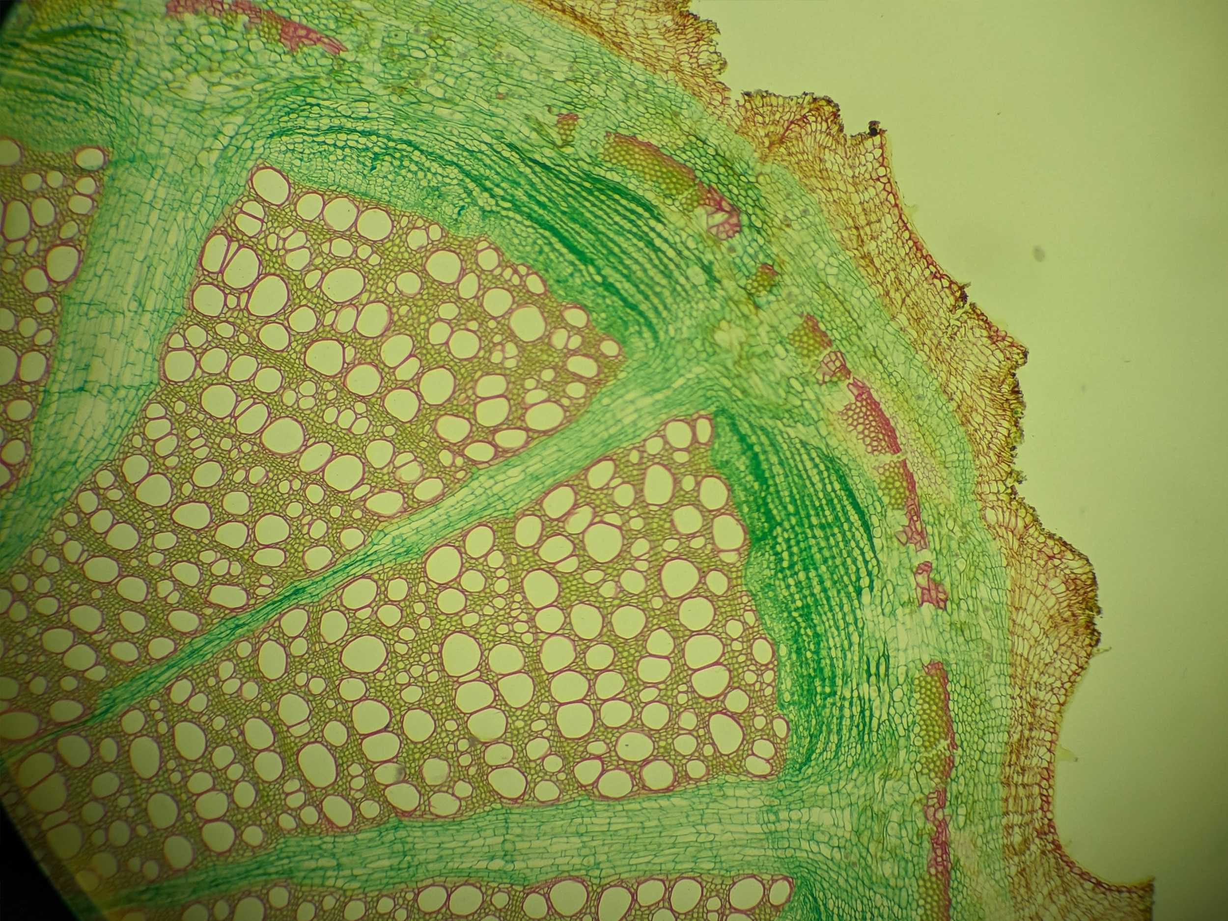 Cross section of plant tissue as seen under the microscope