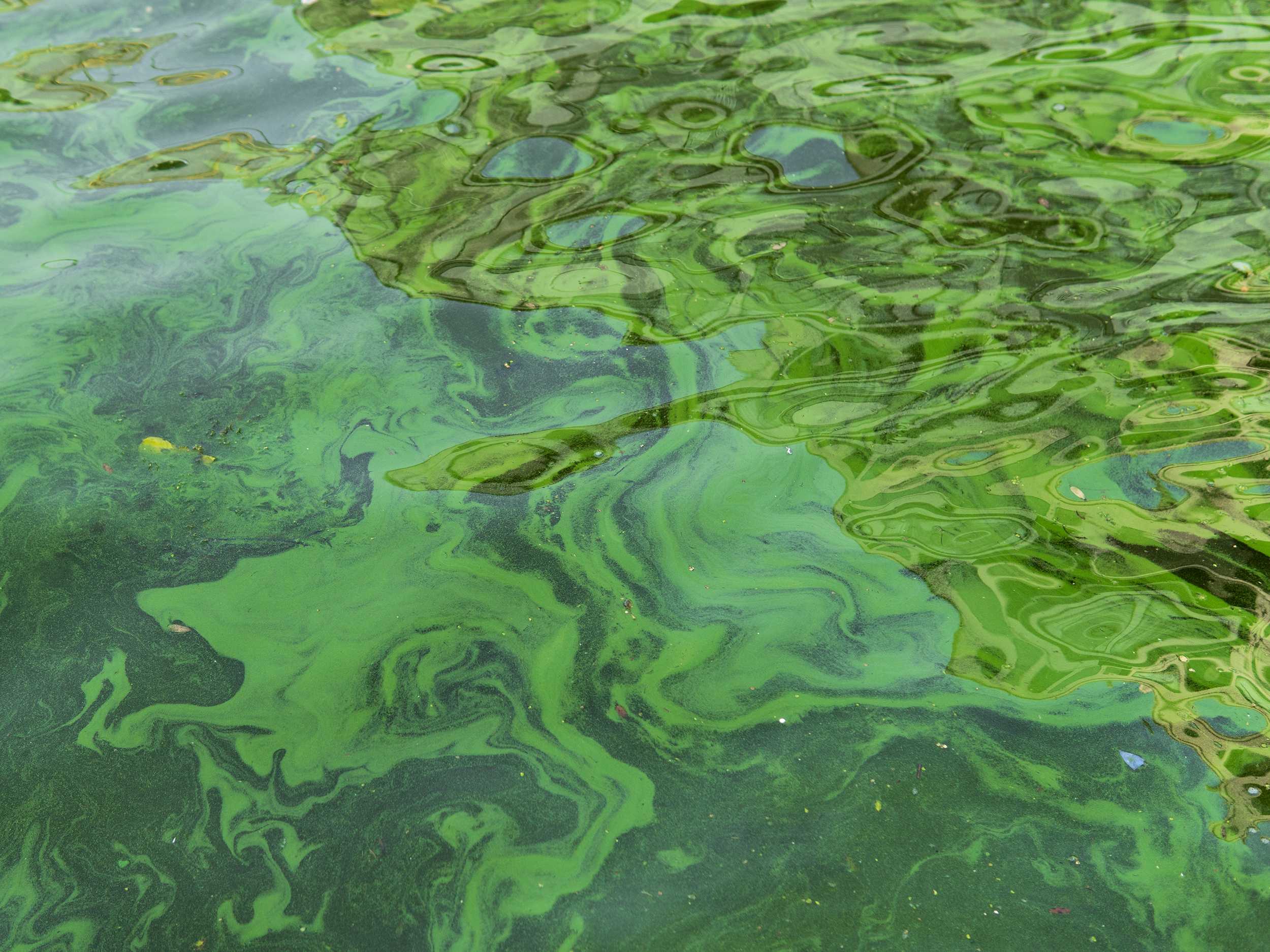 Water pollution by blooming blue-green algae