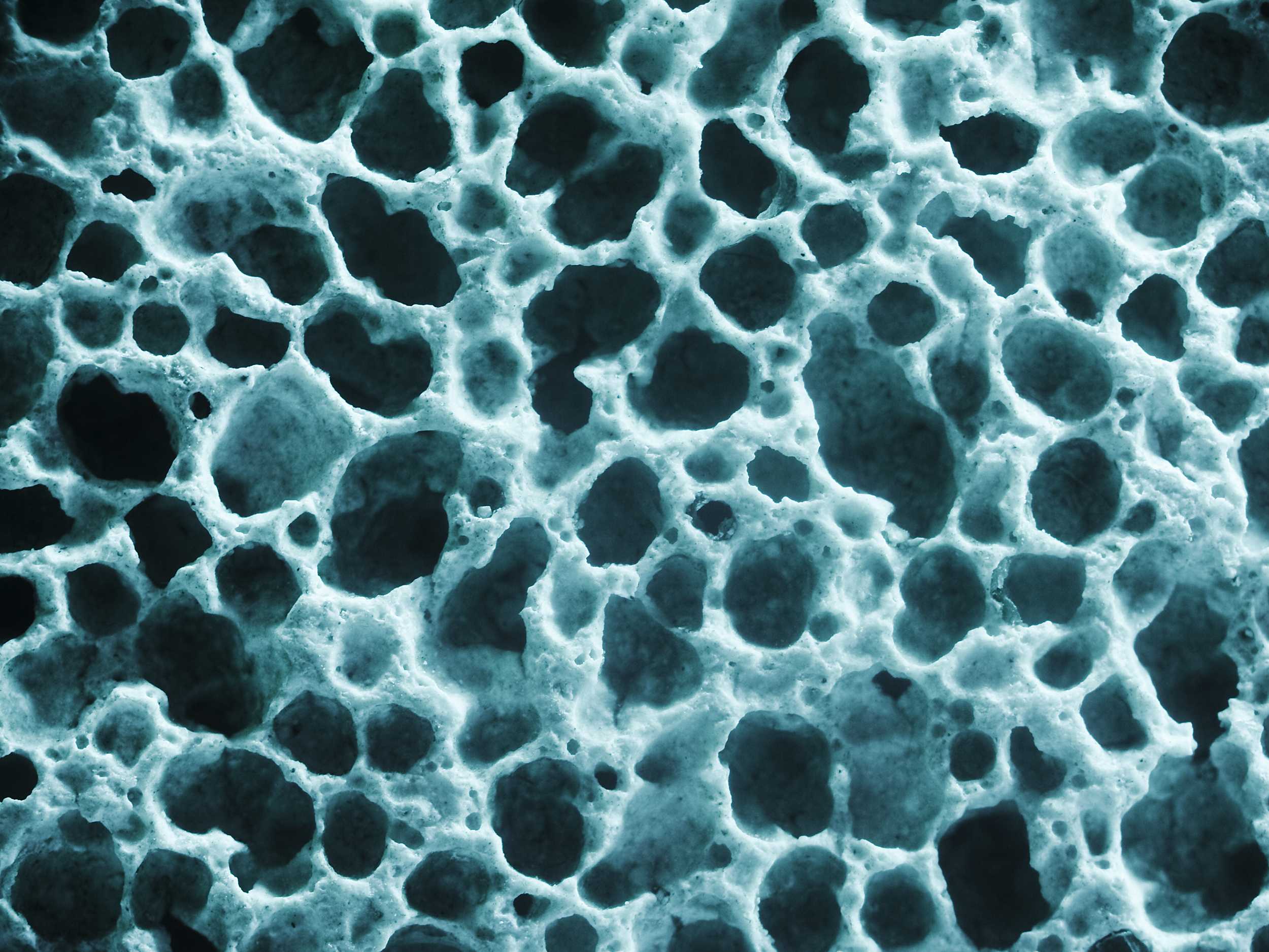 Bone cell structure