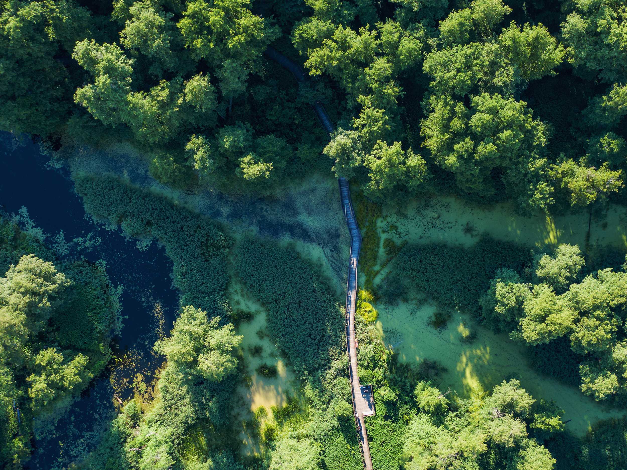 Aerial view of a woodland and marshy river