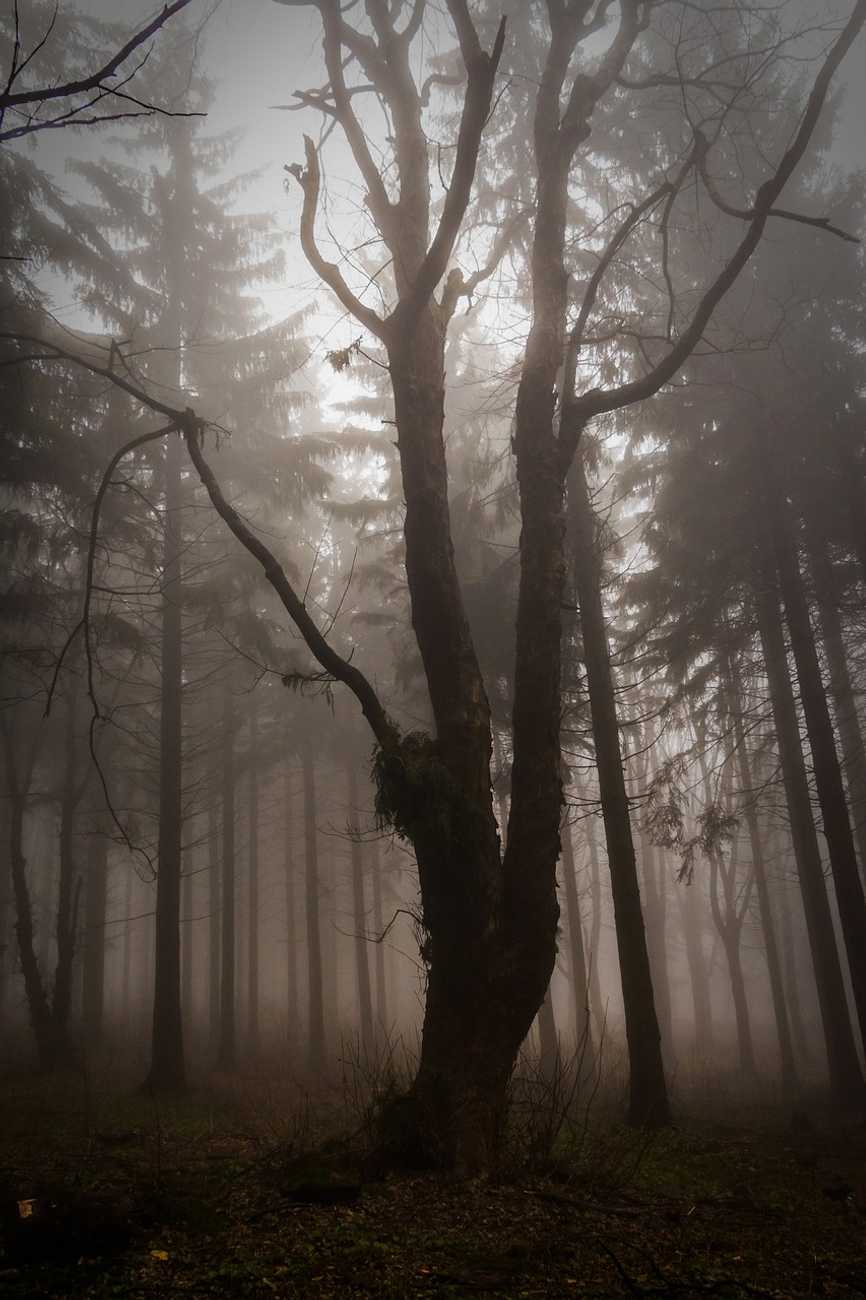 Tree in dark woods