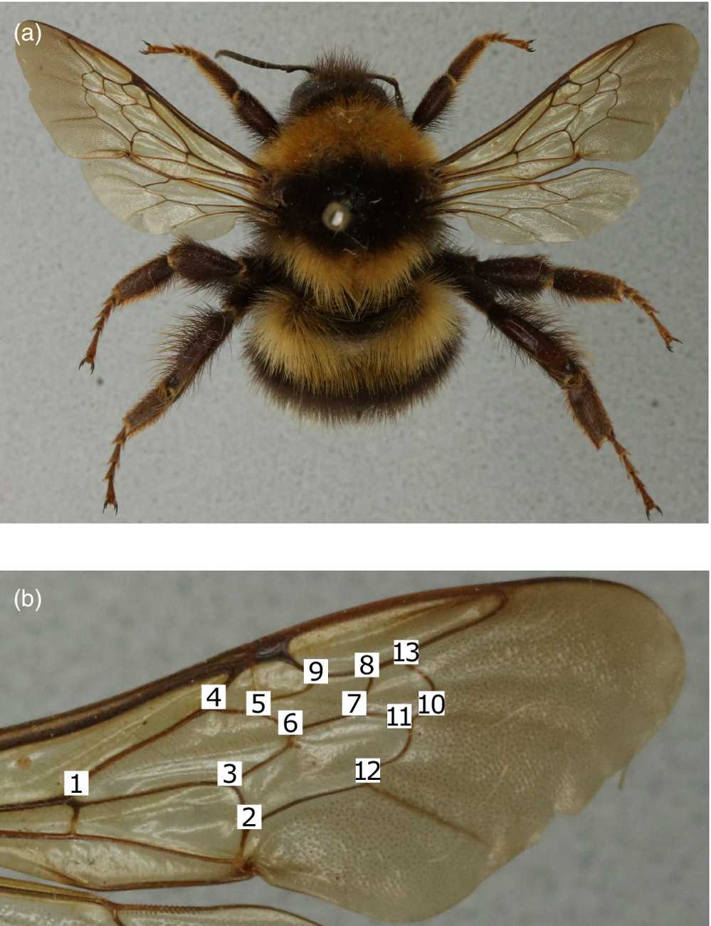 Climate stress is changing the physical shape of UK bumblebees