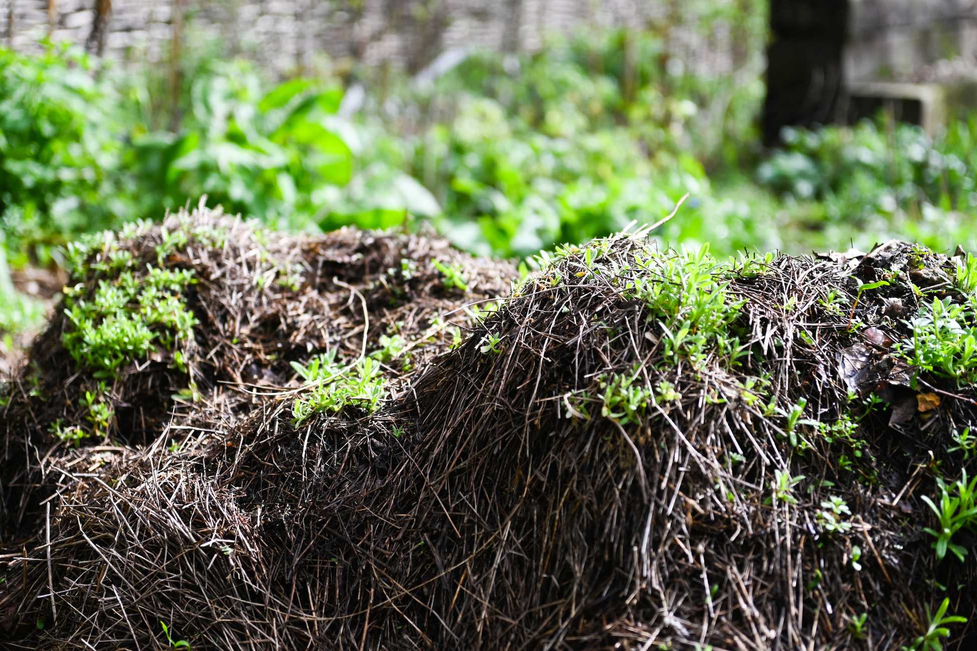 Close-up of plants in the ground