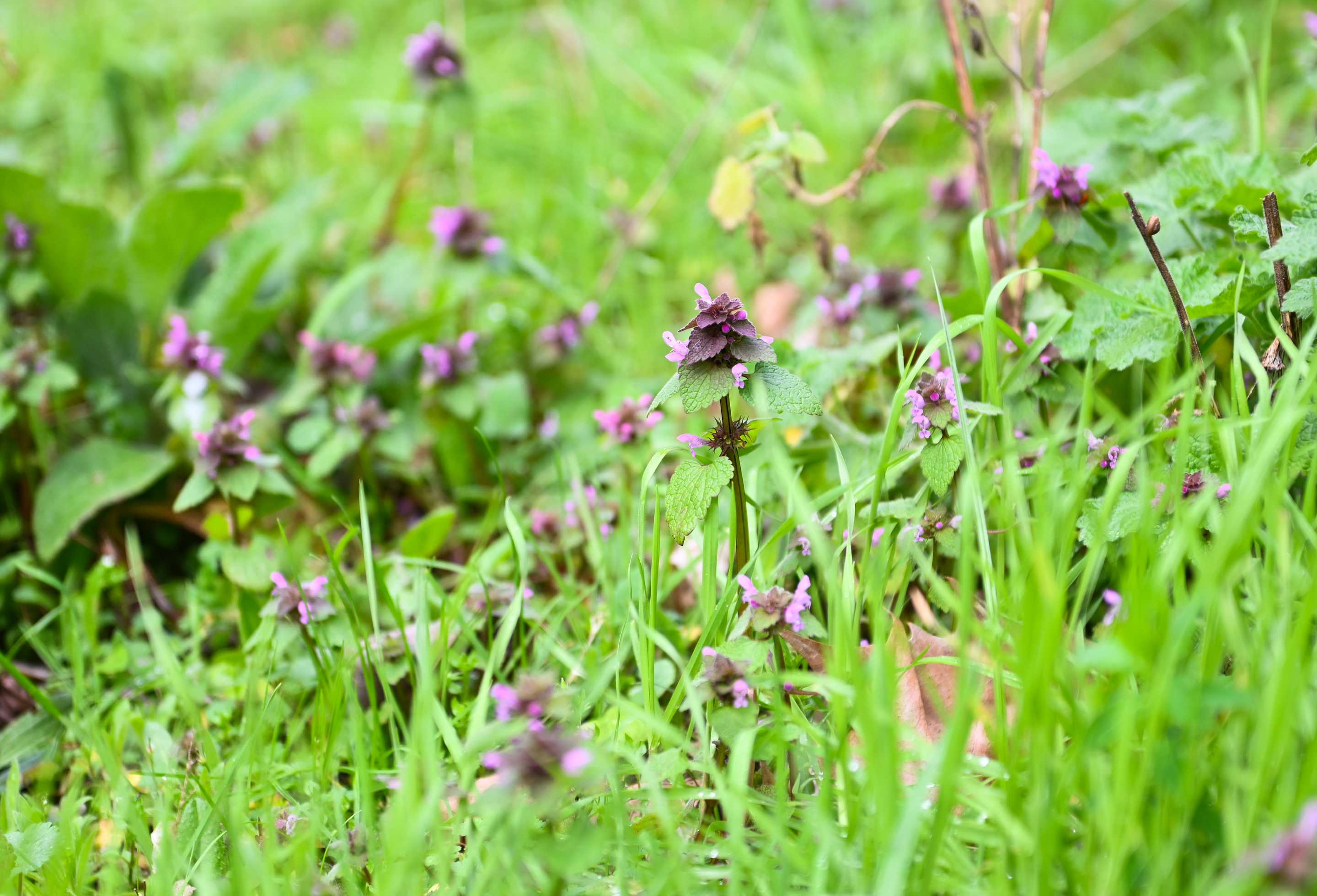 Close-up of wild flowers