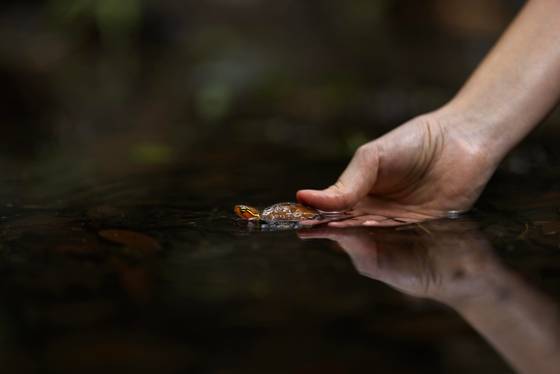 A Big-headed turtle in the wild. Image credit: Jame Kwok and Daphne Wong