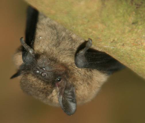 A common pipstrelle bat