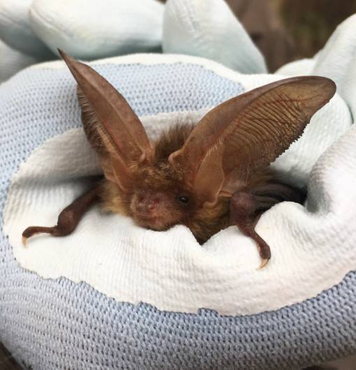 Brown long-eared bat