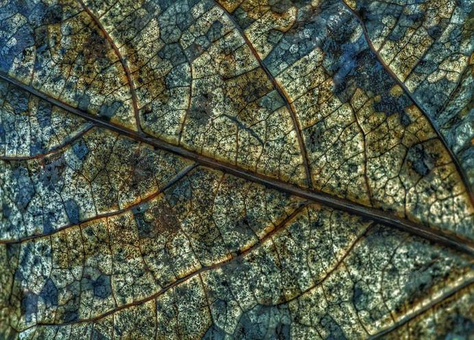 Close-up of a leaf