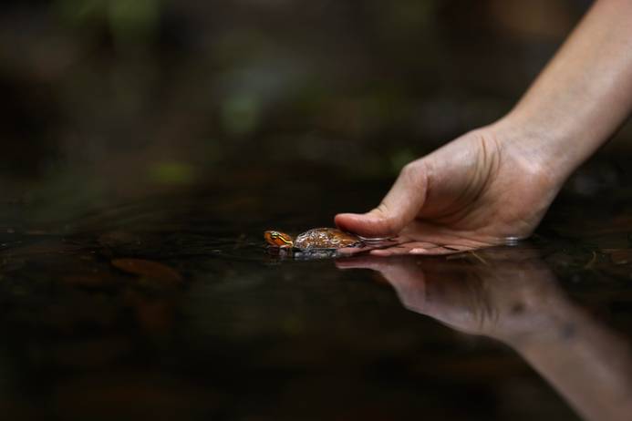 A Big-headed turtle in the wild. Image credit: Jame Kwok and Daphne Wong
