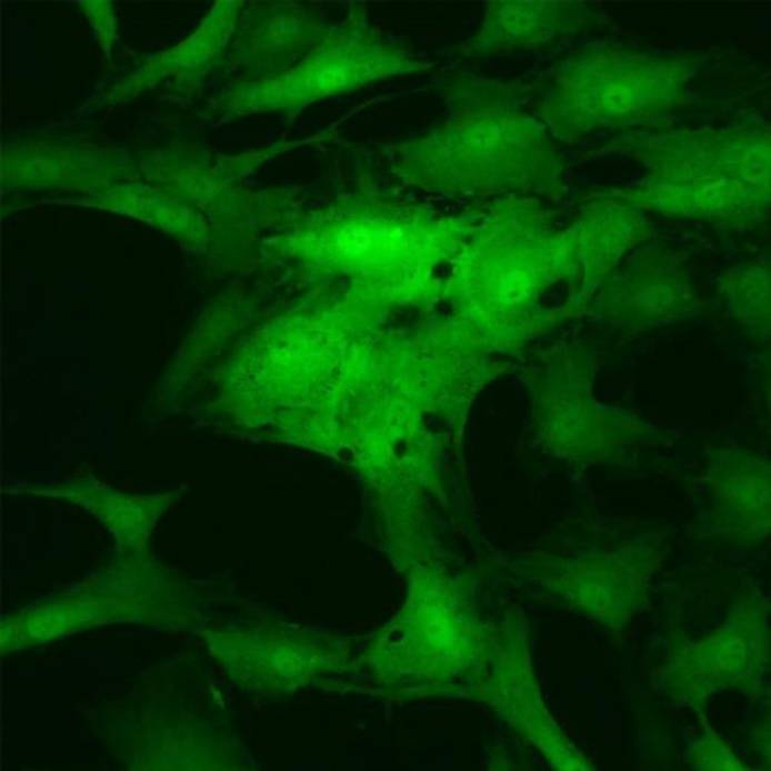 Structure under a microscope