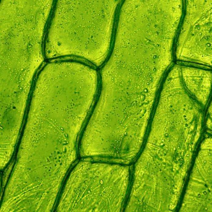 Plant cell under microscope