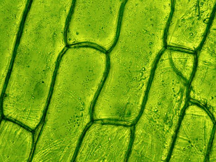Plant cell under microscope