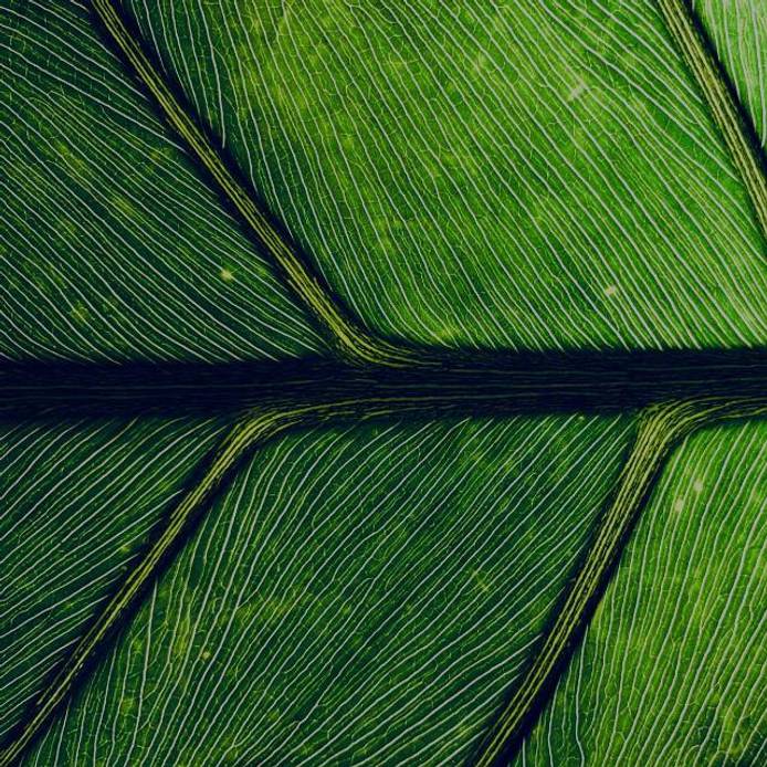 Close-up of a leaf