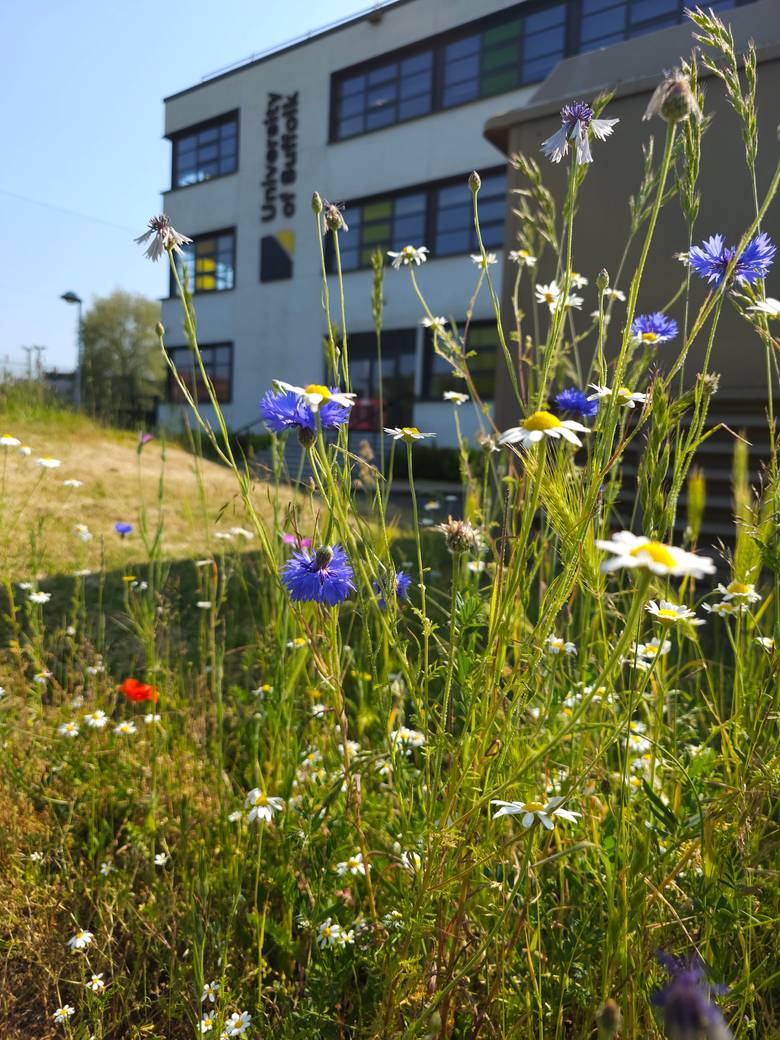 Wildflowers in front of The Atrium