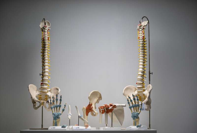 Models of the bones and ligaments in the spine, hands, hips, and pelvis