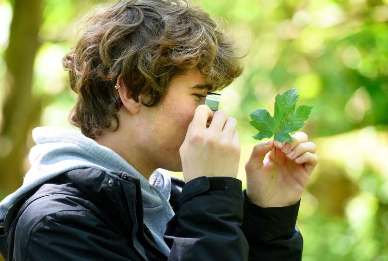 Close-up of a student looking at a leaf