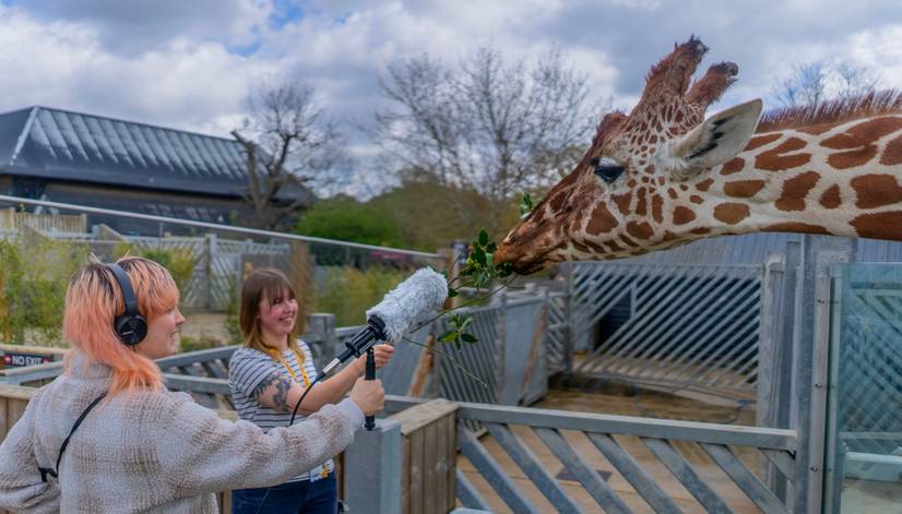 Students recording Giraffe at Colchester Zoo